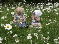 Flowers Again...